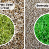Manila Grass Seed (Zoysia Grass) / Bermuda Grass Seed