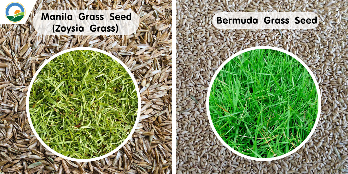 Manila Grass Seed (Zoysia Grass) / Bermuda Grass Seed